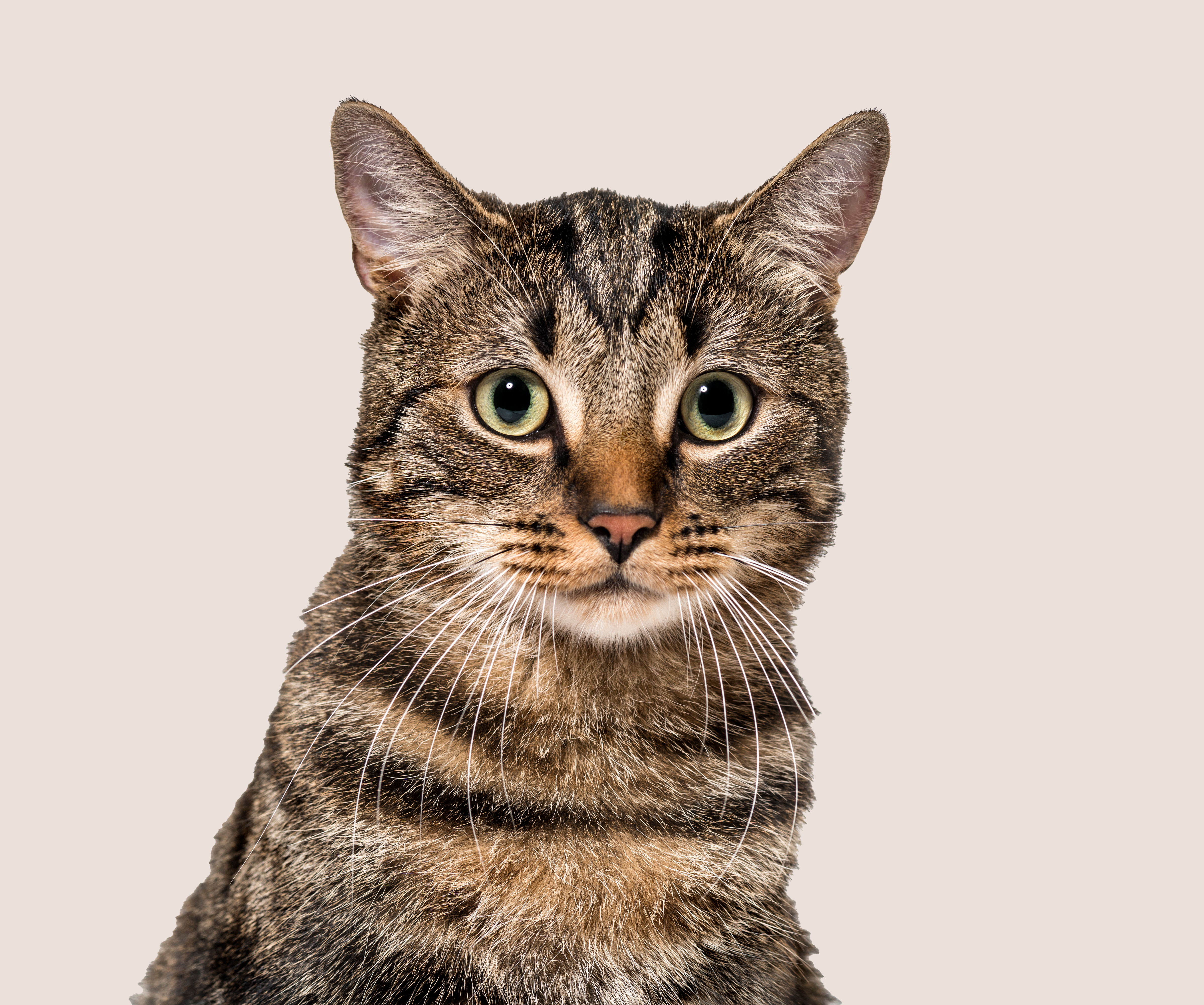 Dierenasiel Tiel Honden Katten