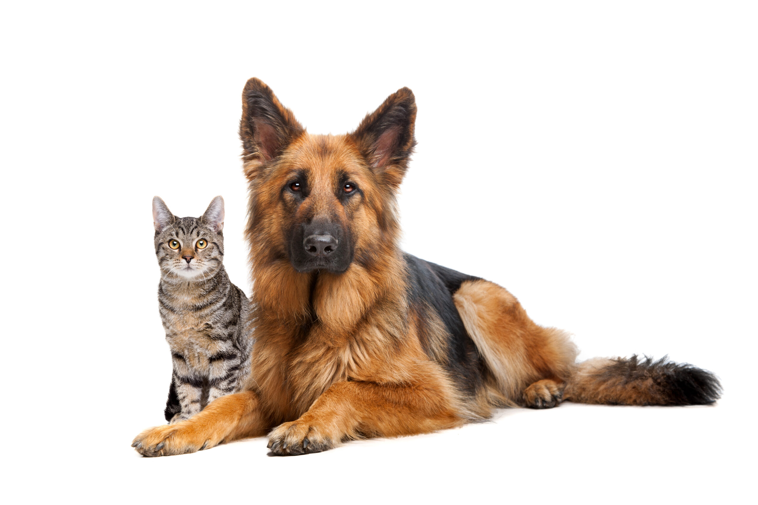 Dierenasiel Tiel Honden Katten Dierenasiel Tiel Honden Katten