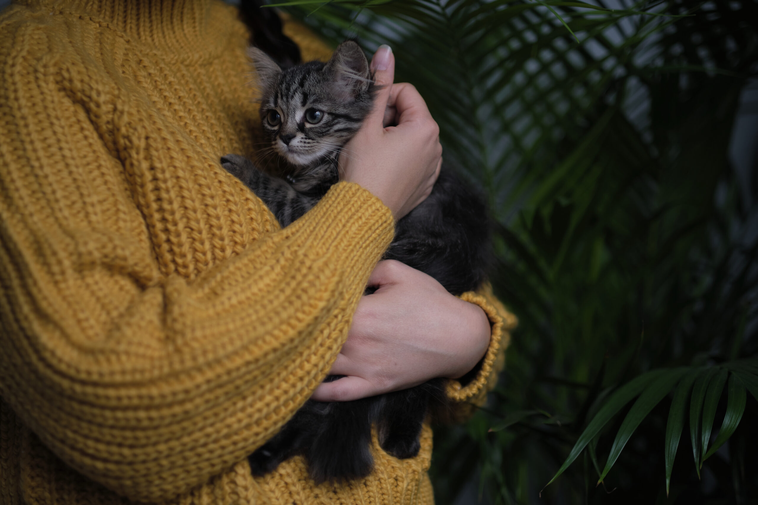 Dierenasiel Tiel Honden Katten