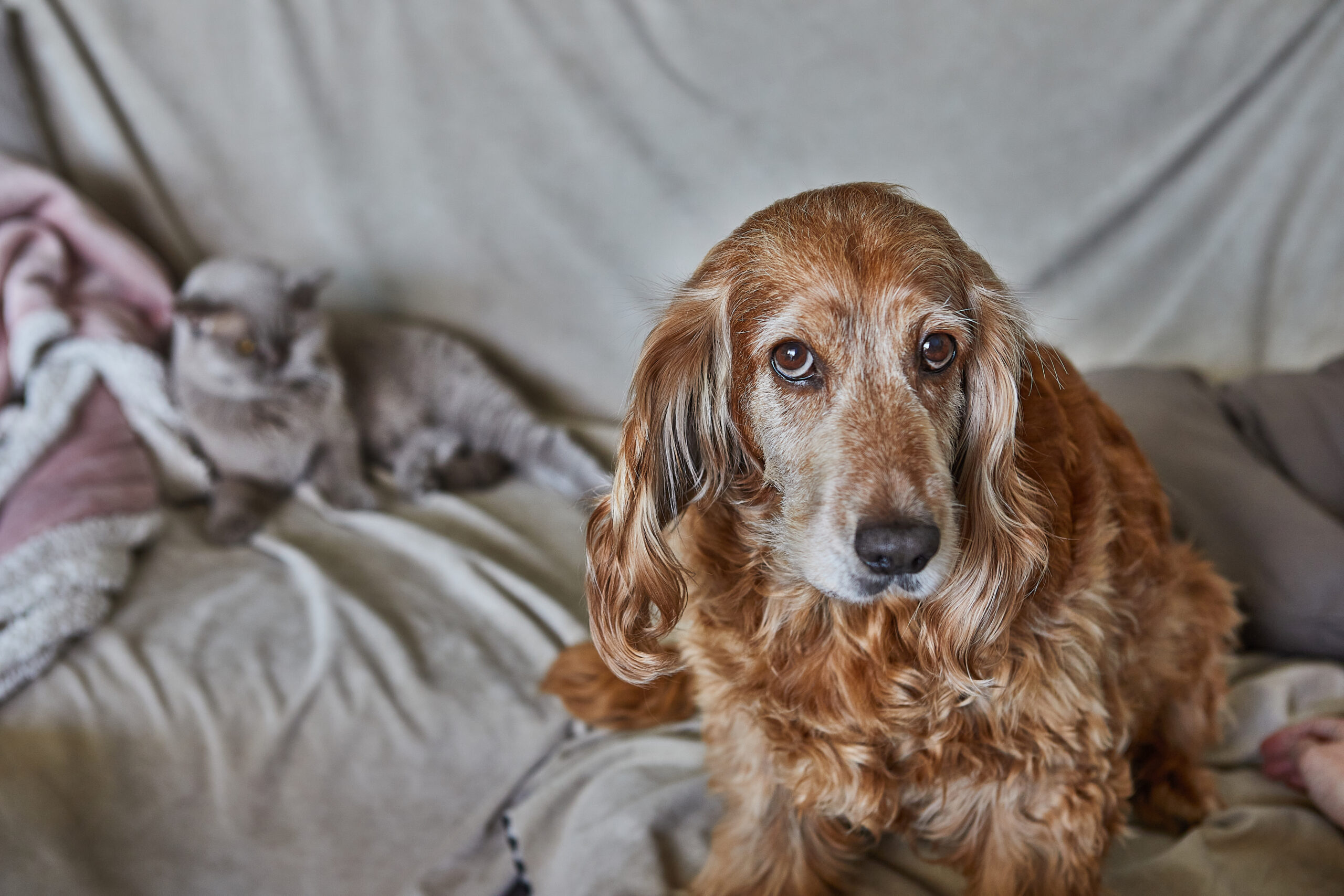 Dierenasiel Tiel Honden Katten