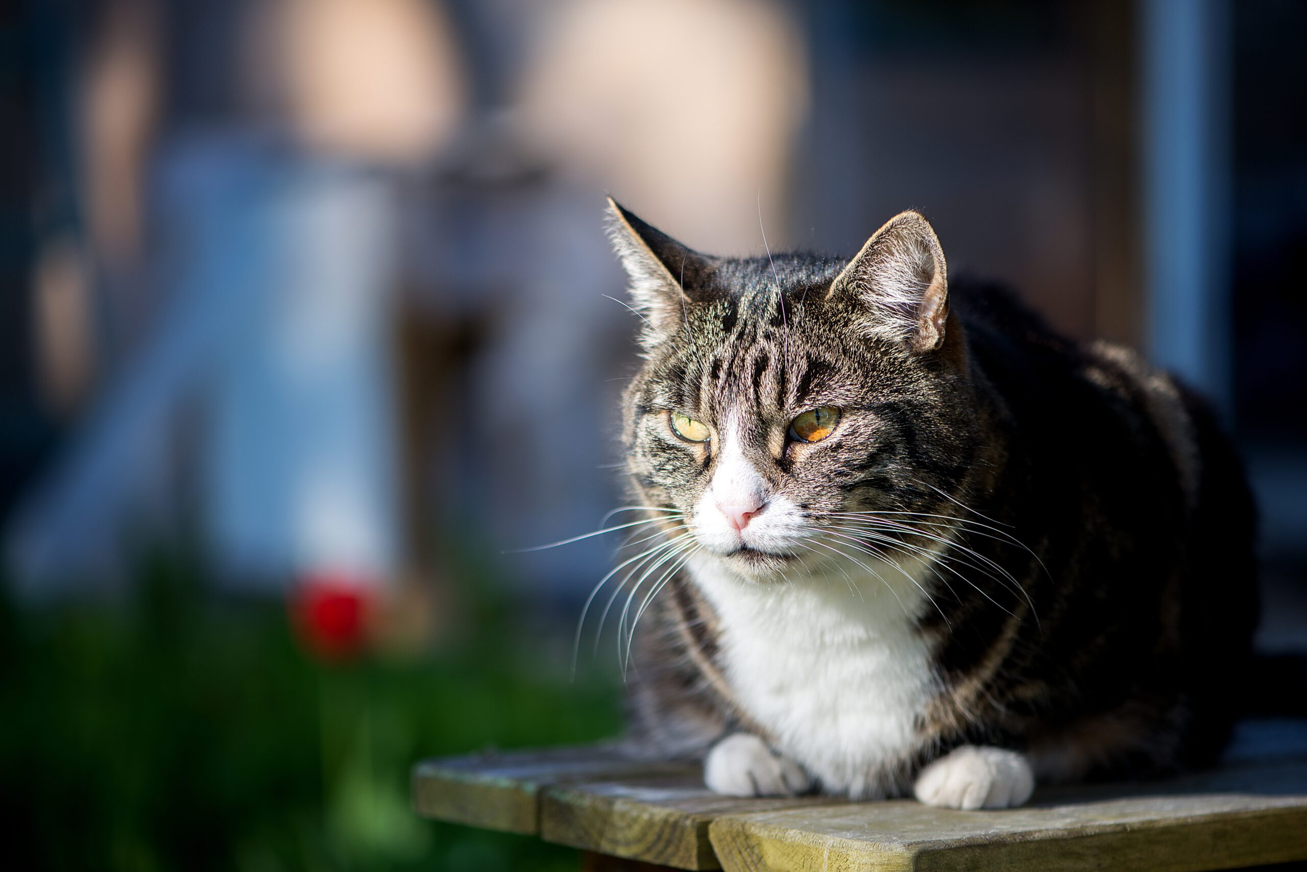 Dierenasiel Tiel Honden Katten